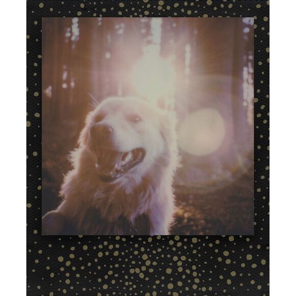 Polaroid Originals 4932 Color 600 Instant Film (Gold Dust Edition, 8 Exposures) - Picture 6 of 7